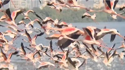 The video shows a flock of flamingos soaring over shimmering blue waters (X/@SGinIndia) The video shows a flock of flamingos soaring over shimmering blue waters (X/@SGinIndia)