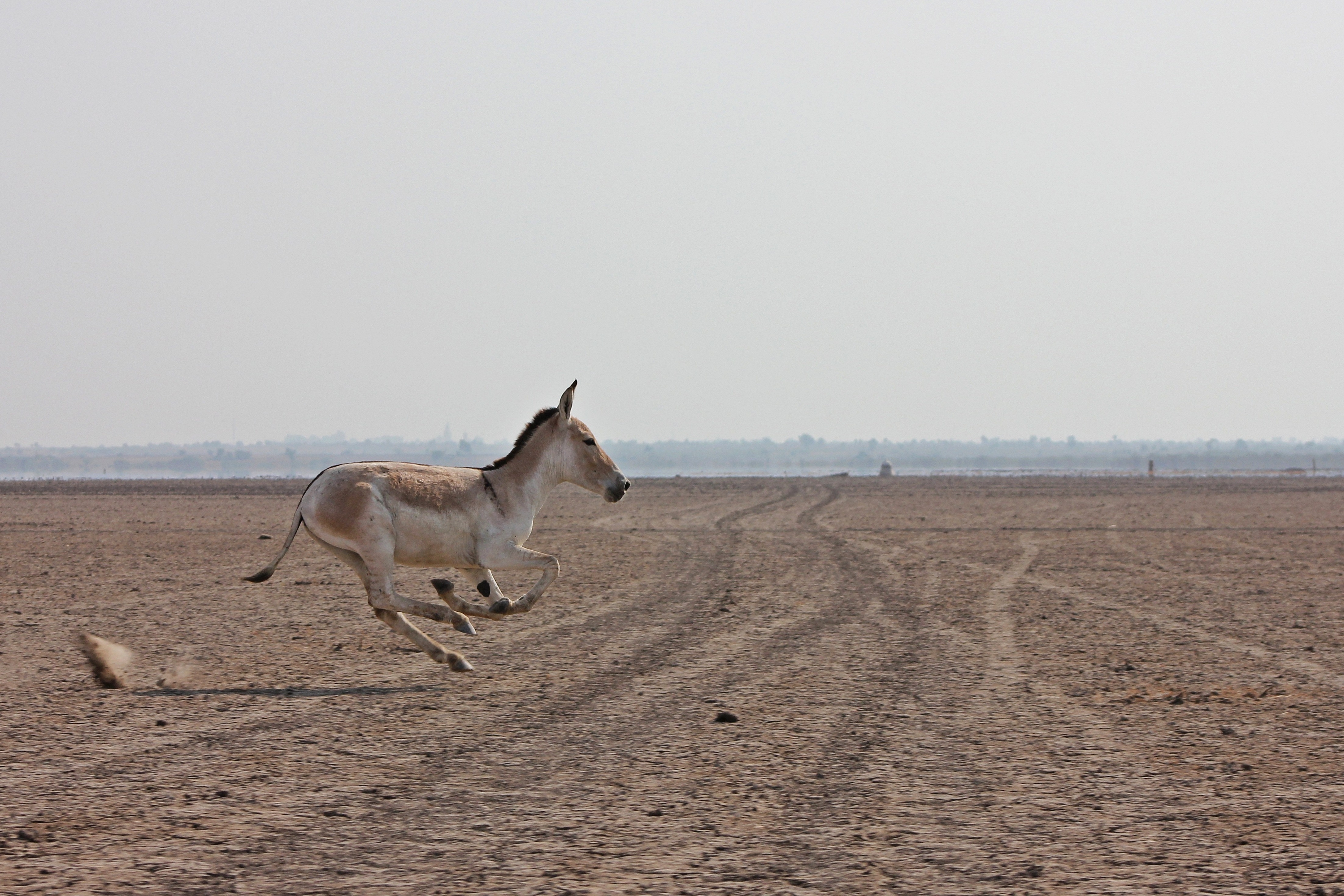 A wild ass in Kutch. (Shutterstock) A wild ass in Kutch. (Shutterstock)
