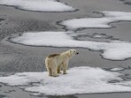 Antarctic sea ice recorded its fourth-lowest monthly extent for February, measuring 26% below average. (AFP) Antarctic sea ice recorded its fourth-lowest monthly extent for February, measuring 26% below average. (AFP)