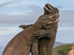 komododragon