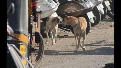 After the episodes of wolf and leopard attacks, Bahraich villagers are now under the attack of stray dogs After the episodes of wolf and leopard attacks, Bahraich villagers are now under the attack of stray dogs