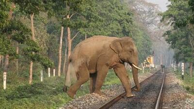 IDS sends alerts to the train’s loco pilot, station master and control room if there are any animals on or near the railway tracks. IDS sends alerts to the train’s loco pilot, station master and control room if there are any animals on or near the railway tracks.