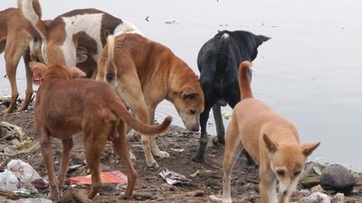 Dog attacks in various parts of the district have resulted in 14 injuries and one child's death in the last ten days. (HT photo ) Dog attacks in various parts of the district have resulted in 14 injuries and one child's death in the last ten days. (HT photo )