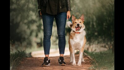 The fine proposal, along with other agendas, will be tabled in the budget meeting on March 10. (Shutterstock)