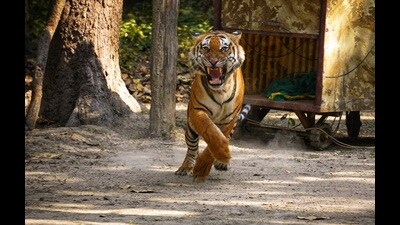 The tiger being released into the Dudhwa Tiger Reserve (Courtesy DTR)