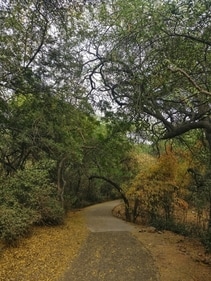 Go forest bathing at Jahanpanah City Forest this season
