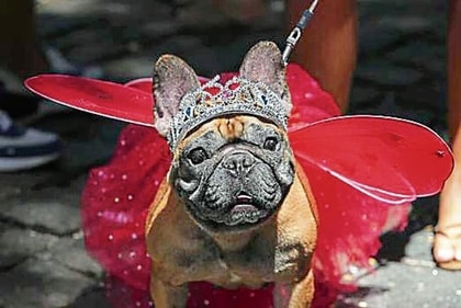 Julia, the adorable pup, steals the show in a tiara and wings at the dog carnival parade Julia, the adorable pup, steals the show in a tiara and wings at the dog carnival parade