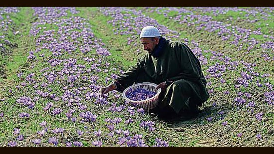 The National Saffron Mission--a centrally-funded ₹410-crore project--was launched in 2010 to rejuvenate saffron cultivation in Kashmir. (File)