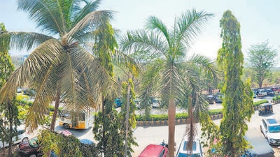 Residents of Charkop Sector 8 rally to save 336 trees from axing for Coastal Road project Residents of Charkop Sector 8 rally to save 336 trees from axing for Coastal Road project
