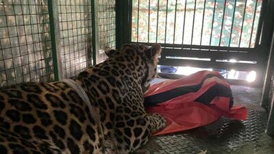 According to officials, when villagers saw the leopard on a branch, they gathered around the tree and started making noises. Frightened and agitated by the commotion from villagers and stray dogs, the leopardess climbed down the tree and when people tried to capture the animal it attacked them. (HT PHOTO)