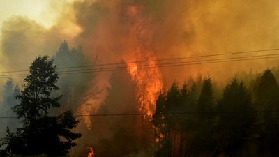 The Palisades Fire started as a brush fire in Pacific Palisades, a neighborhood in Los Angeles east of Malibu on the morning of January 7. Over 6,800 buildings were damaged or completely destroyed as the fire spread to 23,448 acres. In the picture: Smoke rises as fire burns among trees following the spread of wildfires in Altadena. (REUTERS)