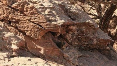 An optical illusion puzzled the internet as users struggled to spot a hidden cat in a desert landscape. (X/@piedpiperlko) An optical illusion puzzled the internet as users struggled to spot a hidden cat in a desert landscape. (X/@piedpiperlko)