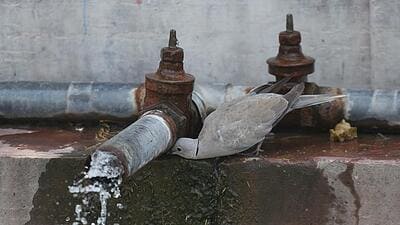 New Delhi, India - July 4, 2021: A pigeon drinking from a leaking water pipe on a hot summer day, at Boat Club near Vijay Chowk, in New Delhi, India, on Sunday, July 4, 2021. (Photo by Raj K Raj / Hindustan Times) (Raj K Raj / HT Photo) New Delhi, India - July 4, 2021: A pigeon drinking from a leaking water pipe on a hot summer day, at Boat Club near Vijay Chowk, in New Delhi, India, on Sunday, July 4, 2021. (Photo by Raj K Raj / Hindustan Times) (Raj K Raj / HT Photo)