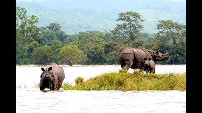 The 2024 floods in Kaziranga were the worst since 1991, but saw the lowest animal fatality while crossing to higher lands The 2024 floods in Kaziranga were the worst since 1991, but saw the lowest animal fatality while crossing to higher lands