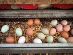 More eggs and poultry products are being illegally smuggled from Canada to the US than fentanyl.