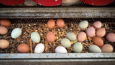 More eggs and poultry products are being illegally smuggled from Canada to the US than fentanyl. (Representational image/Reuters)