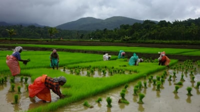 Workers plant paddy in the fields (Courtesy Rajesh Krishnan) Workers plant paddy in the fields (Courtesy Rajesh Krishnan)