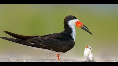 An Indian skimmer with her chick