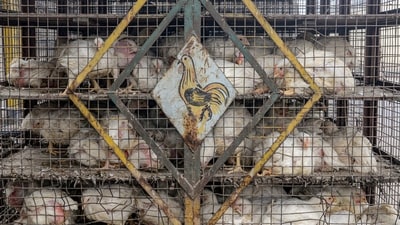 The outbreak was traced to a government poultry farm in Bokaro's Sector 12, where around 250 birds have already died. (File) (PTI) The outbreak was traced to a government poultry farm in Bokaro's Sector 12, where around 250 birds have already died. (File) (PTI)