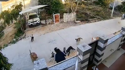 In the viral video, Navya is seen screaming as the dogs attack her. (X/viral video)