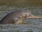 Dolphin