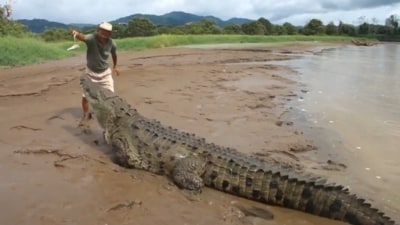 A man fed a giant crocodile with bare hands, shocking the internet. (X/@AMAZlNGNATURE) A man fed a giant crocodile with bare hands, shocking the internet. (X/@AMAZlNGNATURE)
