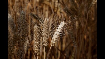 The country had banned wheat exports in 2022 after an early summer and a rise in temperatures during February and March that year shrivelled the crop. (Reuters) The country had banned wheat exports in 2022 after an early summer and a rise in temperatures during February and March that year shrivelled the crop. (Reuters)