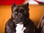 The victim, who claimed his pitbull shot him, was taken to hospital in a non-critical condition (representative image). The victim, who claimed his pitbull shot him, was taken to hospital in a non-critical condition (representative image).