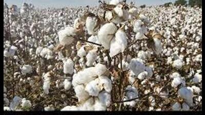 Cotton cultivation in Punjab has shrunk from 8 lakh hectares to just 98,000 hectares due to infestation of pink bollworm pest. (HT File)