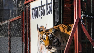 Madhav tiger reserve: inaugurated on 10 March 2025 Madhav tiger reserve: inaugurated on 10 March 2025