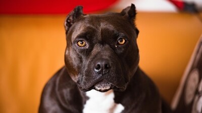 The victim, who claimed his pitbull shot him, was taken to hospital in a non-critical condition (representative image). (Unsplash/yohoney) The victim, who claimed his pitbull shot him, was taken to hospital in a non-critical condition (representative image). (Unsplash/yohoney)