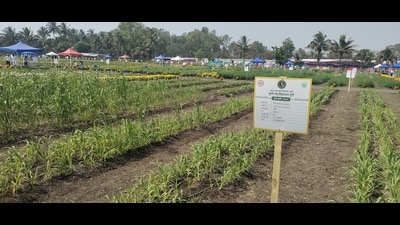 The exhibition targeted both rural and urban households, promoting the concept of having a ‘family farmer’ in every household. (HT PHOTO)