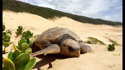 The turtles might not be able to even reach the beach at Galathea Bay anymore, leave alone complete their nesting activities The turtles might not be able to even reach the beach at Galathea Bay anymore, leave alone complete their nesting activities