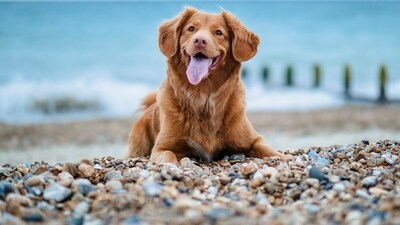 A woman in China cloned her late dog for ₹19 lakh. (Representational image/Unsplash) A woman in China cloned her late dog for ₹19 lakh. (Representational image/Unsplash)