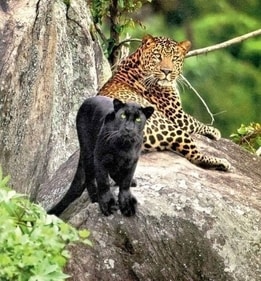 The famous leopard pair of Nagarahole National Park, the black male, Saaya and the beautiful patterned female Cleopatra The famous leopard pair of Nagarahole National Park, the black male, Saaya and the beautiful patterned female Cleopatra