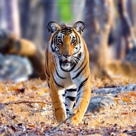 Tiger clicked in Nagarhole National Park Tiger clicked in Nagarhole National Park
