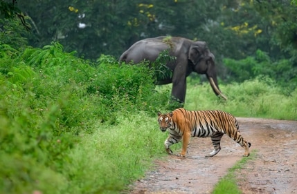 A tiger and an elephant spotted crossing the pathway in Bandipur National Park A tiger and an elephant spotted crossing the pathway in Bandipur National Park