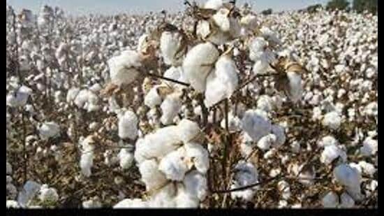 Cotton cultivation in Punjab has shrunk from 8 lakh hectares to just 98,000 hectares due to infestation of pink bollworm pest. (HT File)