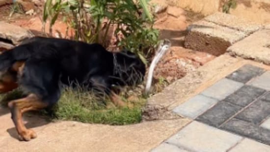 A Rottweiler killed a cobra in a viral video. (Instagram/lone_wolf_warrior27)