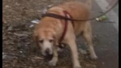 A few residents say awareness must be spread among dog owners (HT file) A few residents say awareness must be spread among dog owners (HT file)