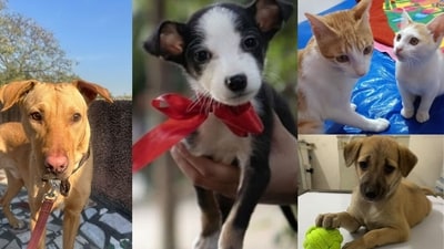 Some lovable furballs in Delhi-NCR are loving for forever homes. Could you open your hearts to them?