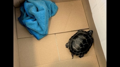 TSA stops man hiding live turtle in his pants at Newark Airport (@TSA_Northeast/X) TSA stops man hiding live turtle in his pants at Newark Airport (@TSA_Northeast/X)
