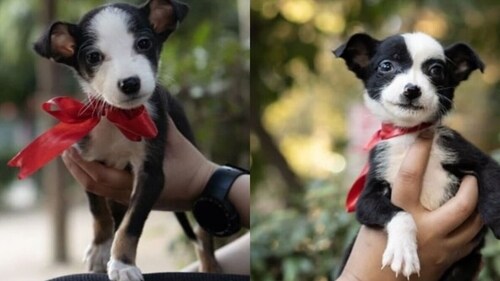 Ellie and Ollie are two one-month-old puppies.