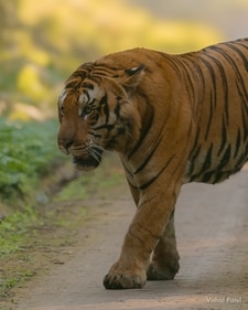 Closer look at a Dudhwa Tiger (Instagram.com/ 8004vishal) Closer look at a Dudhwa Tiger (Instagram.com/ 8004vishal)