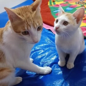 Choti and Melo are two kittens looking for a home.