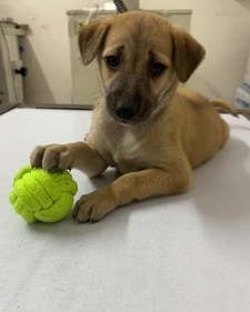 Coco is a two-month old Indie pup.