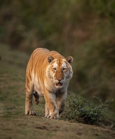 Golden Tiger spotted in Kaziranga National Park Golden Tiger spotted in Kaziranga National Park