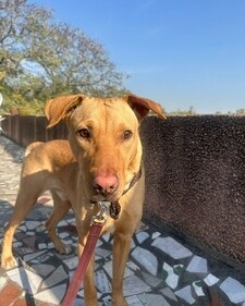 Ladoo is a mixed-breed dog.