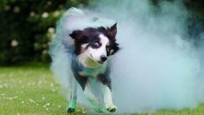 Holi celebrations pose risks to animals due to loud noises and toxic colours. (Pixabay) Holi celebrations pose risks to animals due to loud noises and toxic colours. (Pixabay)