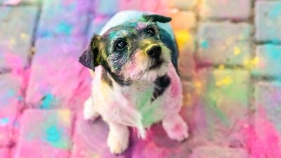 Keep synthetic colours away from your dog. (Shutterstock) Keep synthetic colours away from your dog. (Shutterstock)